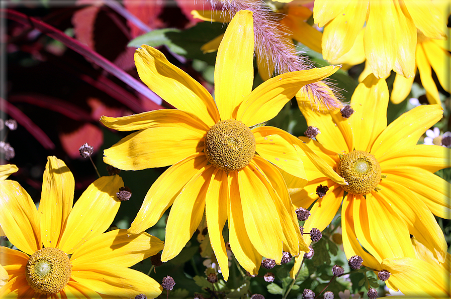 foto Giardini Trauttmansdorff - Giardini del Sole